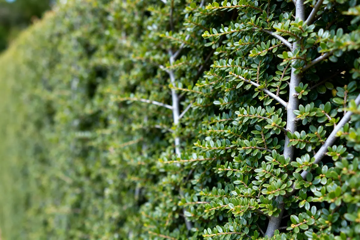 Haie dense de troene avec feuillage vert et branches entrelacées