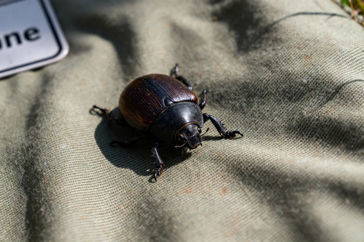 Un scarabée noir sur un tissu, souvent confondu avec un acarien.