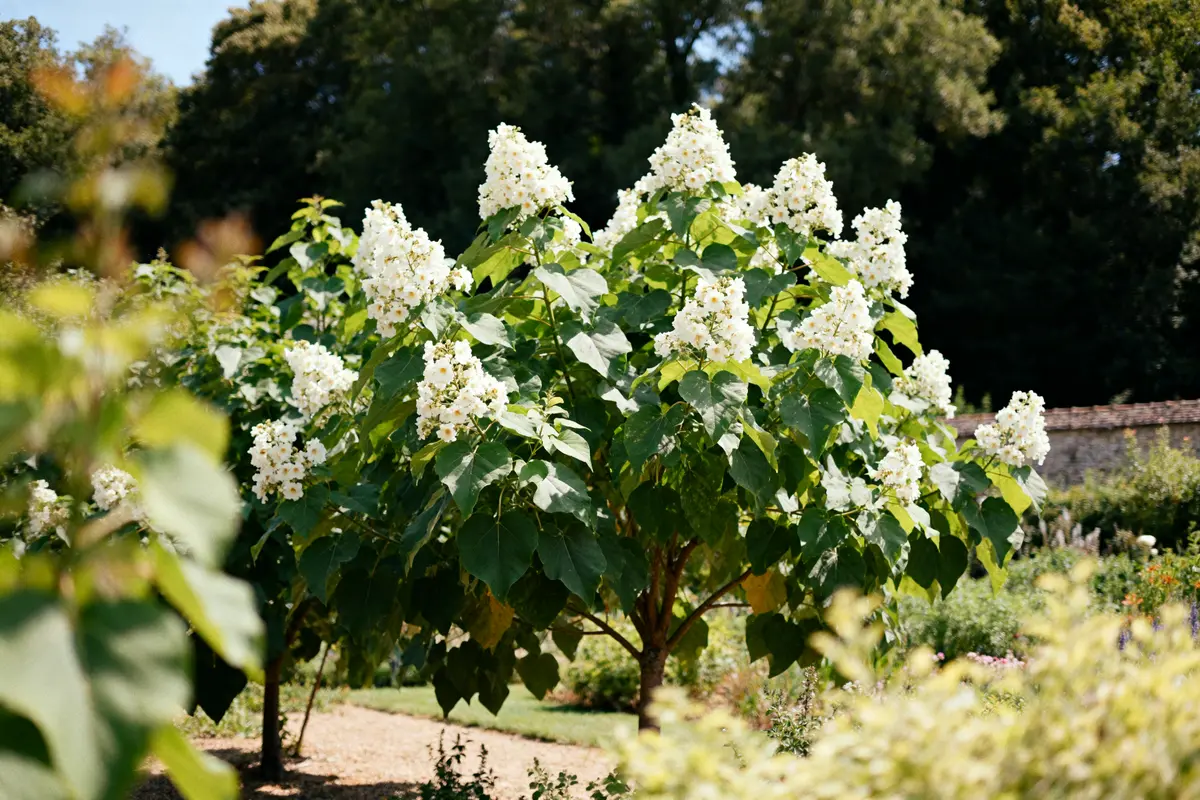 Catalpa plants avec fleurs blanches luxuriantes dans un jardin ensoleillé
