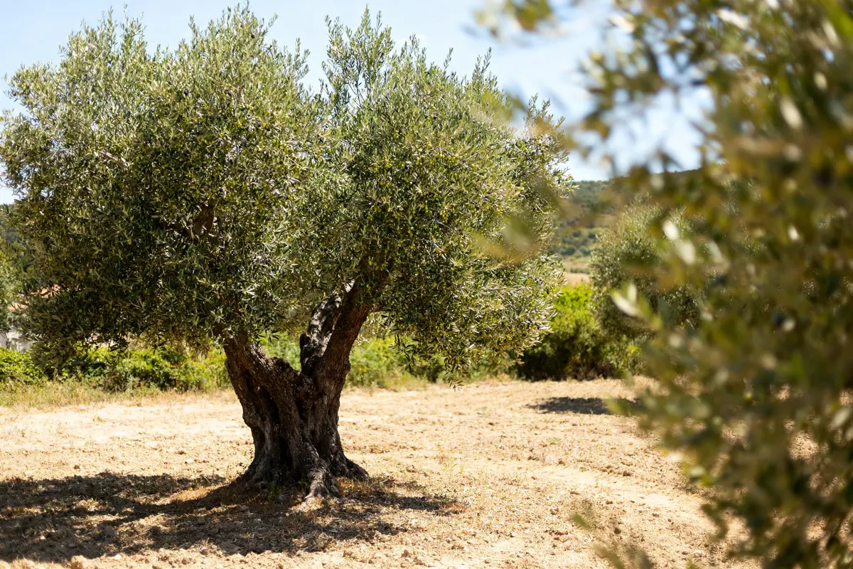 Olea europaea : plantation, entretien et taille facile