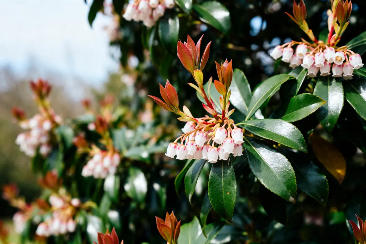 Feuillage vert et fleurs blanches de pieris japonica en gros plan éclairé par le soleil