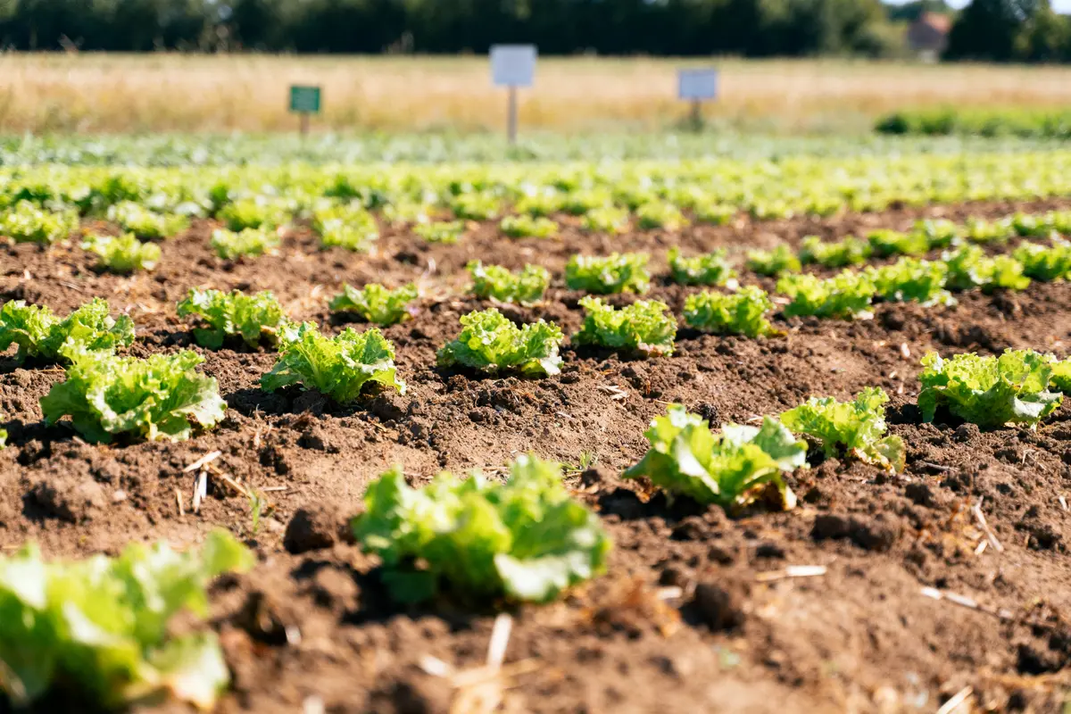 Jeunes pousses de laitue dans un champ agricole, alignées sur un sol fertile en pleine journée ensoleillée.