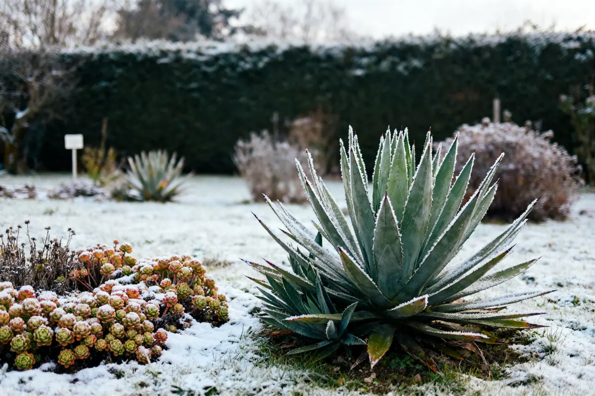 Plantes grasses résistantes au gel : 10 variétés incroyables!